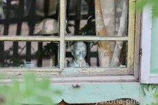 Бюст Ленина в окне