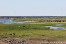 Пастбище на берегу Вилюя